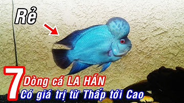 7 dòng cá La Hán phổ biến nhất tại Việt Nam!