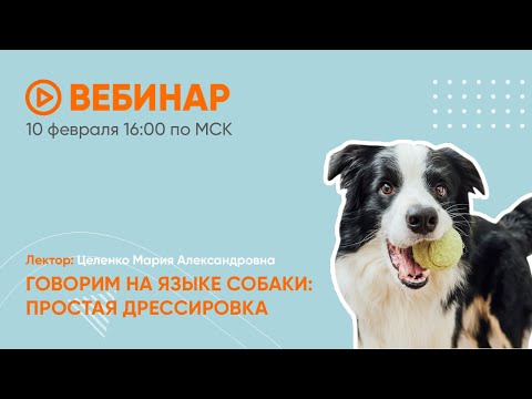 Говорим с собакой на одном языке: простая дрессировка.Вебинар Школы «Хвост Ньюс»