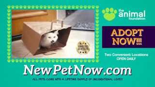 Pet Cat In-FUR-mercial - Full Version (The Animal Foundation)