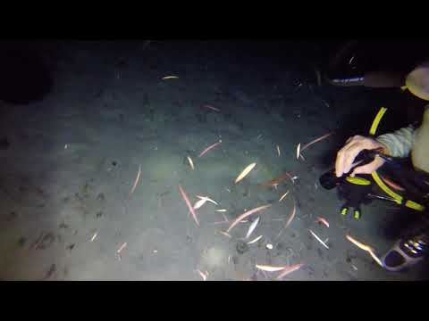 Night diving Cozumel