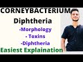 Corneybacterium diphtheria microbiology  corneybacterium microbiology lecture