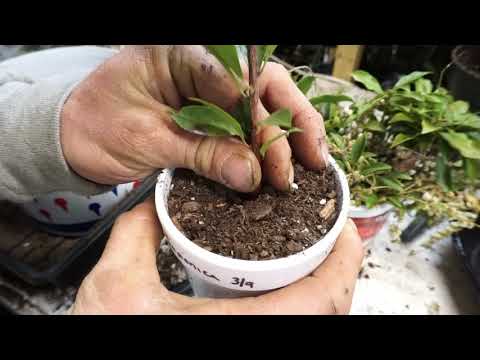 How To Propagate Pierce Japonica.