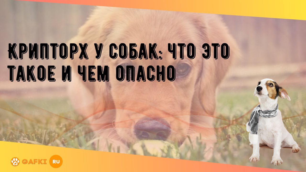 Крипторх у собак: что это такое и чем опасно - YouTube
