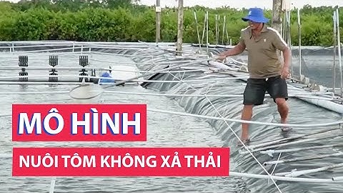Độc lạ mô hình nuôi tôm công nghiệp không xả thải ở Cà Mau
