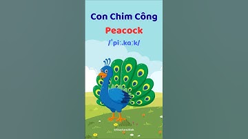 Chim Công - Học từ vựng và phát âm tiếng Anh #thaytuvuitinh