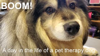 BOOM!  A day in the life of a pet therapy dog (4k)