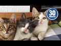 30 Minutes of the Worlds CUTEST Kittens! 😻💕