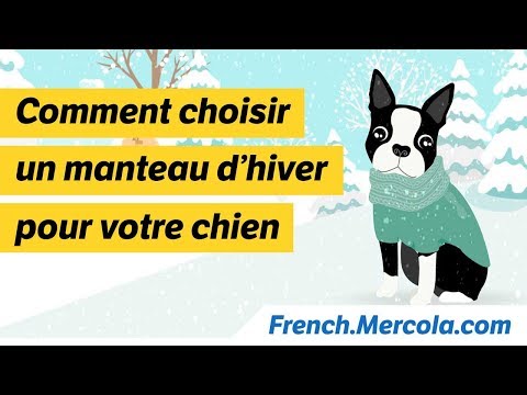 Vidéo: Les angoisses de votre chien sont réduites au silence avec le maillot Thunder