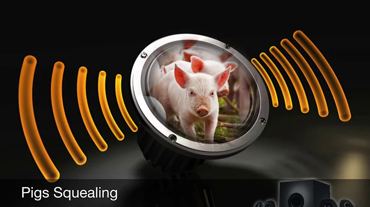 Pigs Squealing-Sound Effect