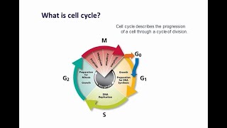 DNA content cell cycle analysis using flow cytometry