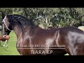 Australia New Zealand Tour 2023 Friesian Horses @KFPSRoyalFriesian : Brigadoon Western Australia