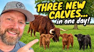 We Have Three New Additions...in One Day! #adorable #babycow #homestead