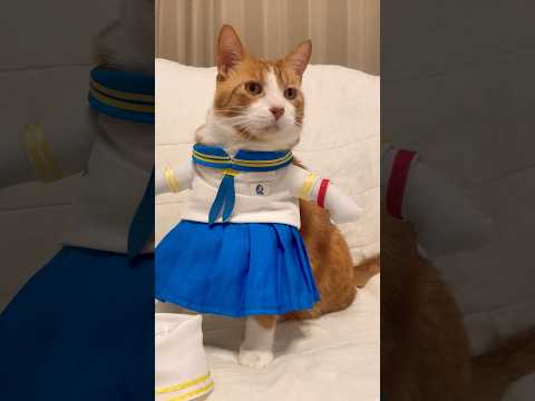 【CAT】可愛いだけじゃダメですか？ セーラー服を着てみた茶トラにゃんこ #shorts #コスプレ