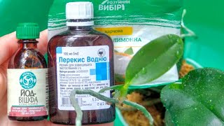 видео: ВСЕ орхидеи БУДУТ ЦВЕСТИ! корни РАСТИ, листья ПОЯВЛЯТЬСЯ! орхидеи ПОЛИВ ПОСЛЕ ПОКУПКИ! ТРИО орхидеи! картинка: ВСЕ орхидеи БУДУТ ЦВЕСТИ! корни РАСТИ, листья ПОЯВЛЯТЬСЯ! орхидеи ПОЛИВ ПОСЛЕ ПОКУПКИ! ТРИО орхидеи!