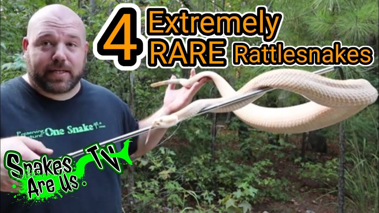 4 Extremely Rare Rattlesnakes! YouTube