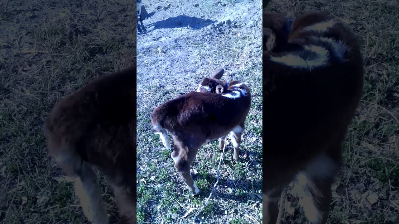 Buzaw  arabsha jaziw menen mañlayinda jurek suwreti bar bolip tuwildi.