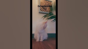 When an introvert attends a party.                   #shorts #viral #cats #meow #animals #introvert