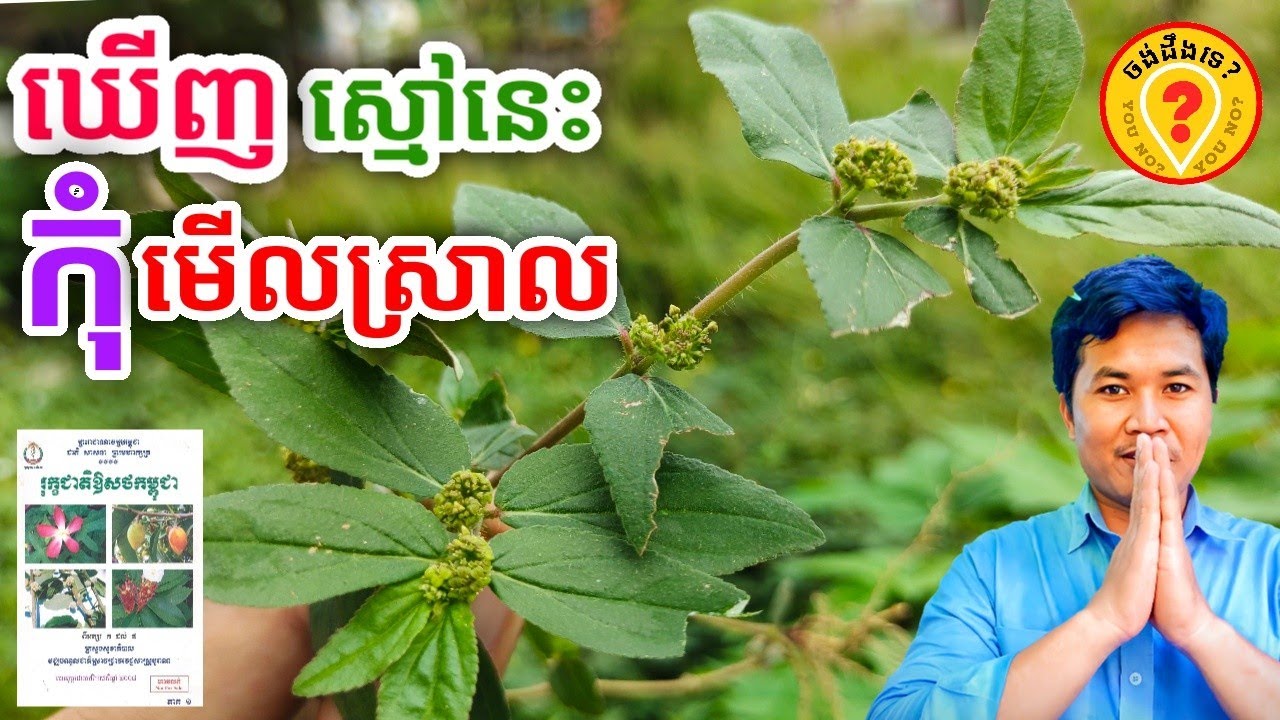 Khmer Traditional Medicine Advantages of Euphorbia Hirta (ទឹកដោះខ្លា) YouTube