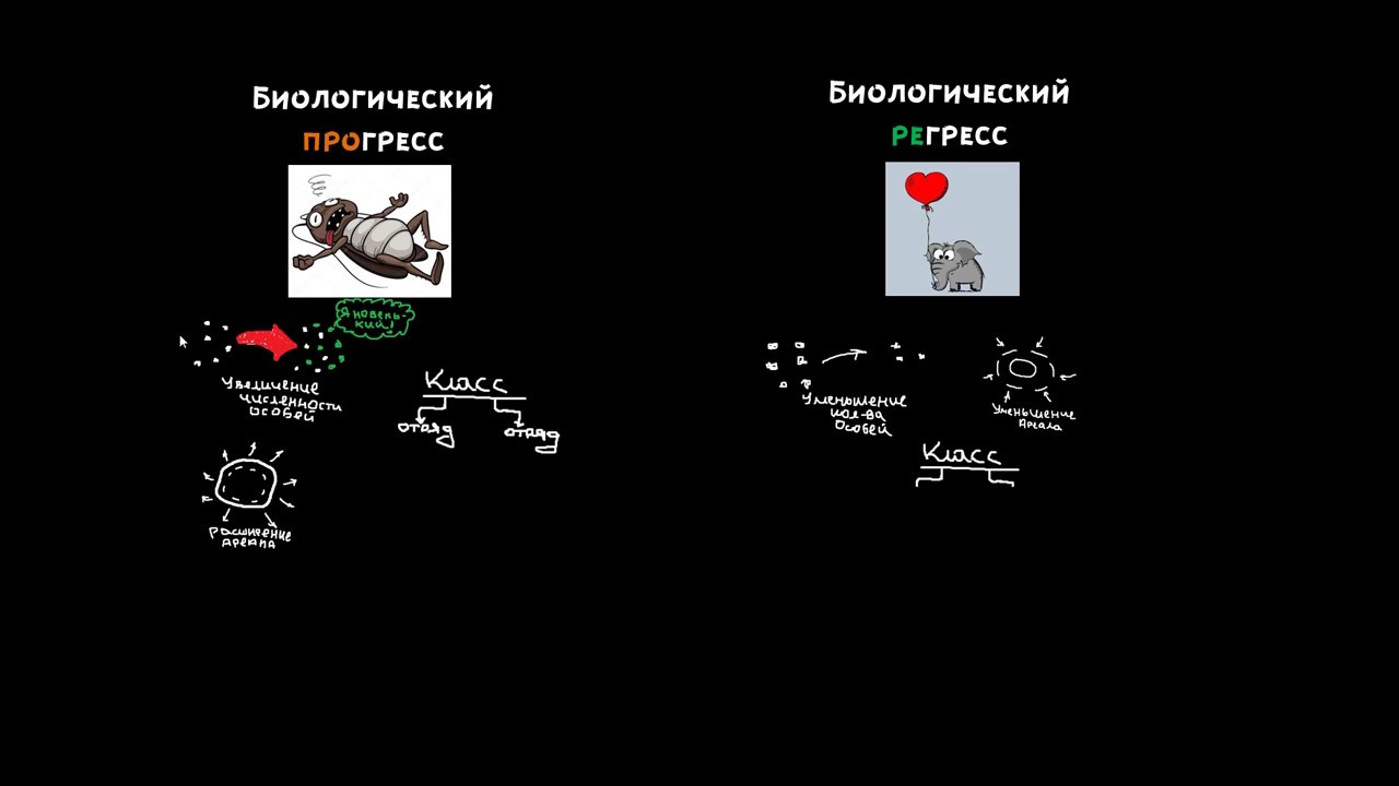 Направления эволюции, идиоадаптации, ароморфоз, дегенерация - YouTube