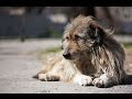 Как в Харькове решаются проблемы бездомных собак