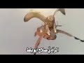 كبير قدرهن الراوي صلاح ابويلط 