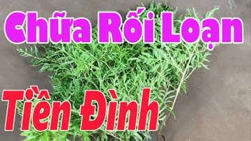 Chữa rối loạn tiền đình, Điều trị rối loạn tiền đình bằng cây đinh lăng vô cùng thần diệu [Sức Khỏe]