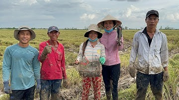 Trải nghiệm bắt chuột mùa gặt lúa cùng hai chi em của Bé Châu và Tấn Thành