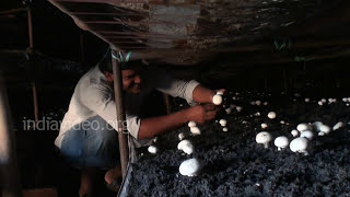 Mushroom farming, Hisar, Haryana