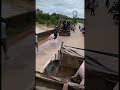 ¡Heroico rescate! Salvan a cerditos tras inundaciones #shorts