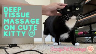 DEEP TISSUE MASSAGE ON CUTE TUXIE CAT  — purrs & scratch ASMR
