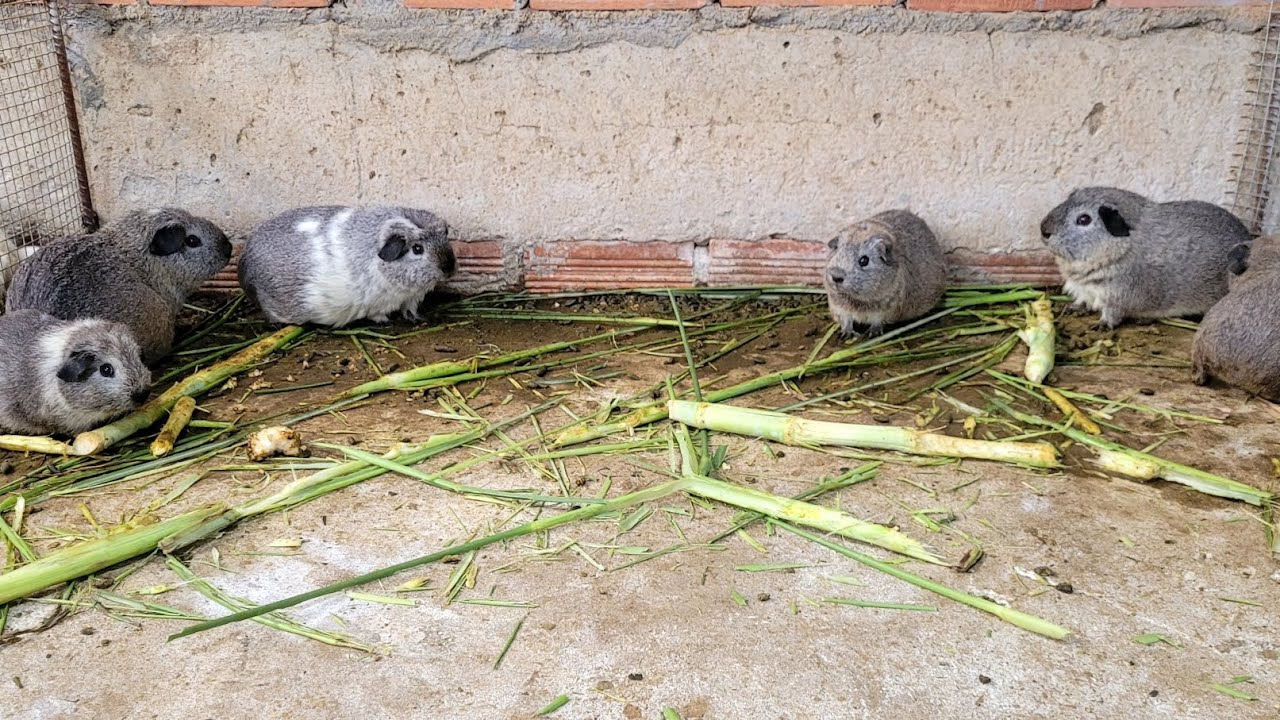 guinea pig farm model