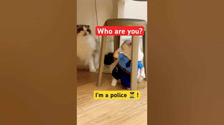 Video 11816671: cat fighting funnycats, cat fight funny