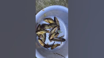 Cá rô đồng nướng