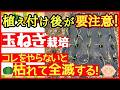 玉ねぎは定植した後が超重要!元気に育てる為にやるべき3つの事【初心者・タマネギの育て方】