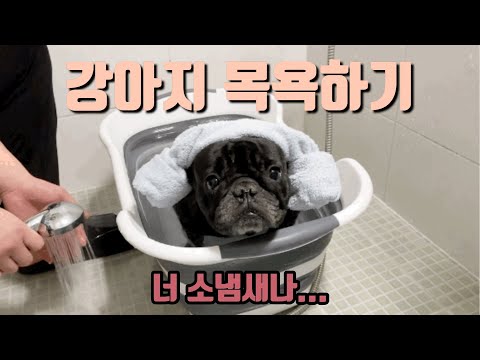 [개육아VLOG] 강아지 목욕 꿀템 | 프렌치불독 목욕시키기