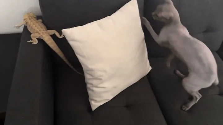 Video 11210701: sphynx cat sphinx, pets sphinx cat, sphynx cat cute pets, sphynx cats pets animals, cats catlover