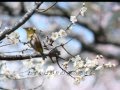 愛燦燦 --Harmonica
