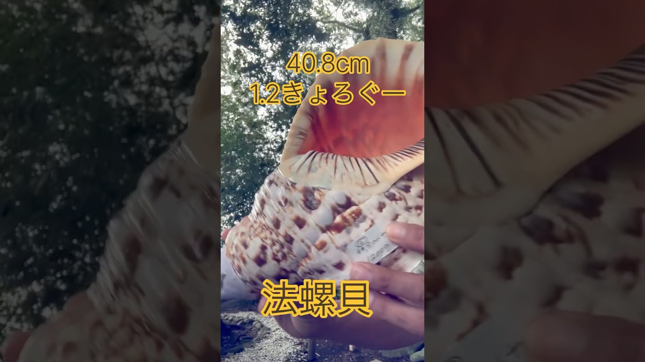 法螺貝 40.8cm 1.2kg - YouTube