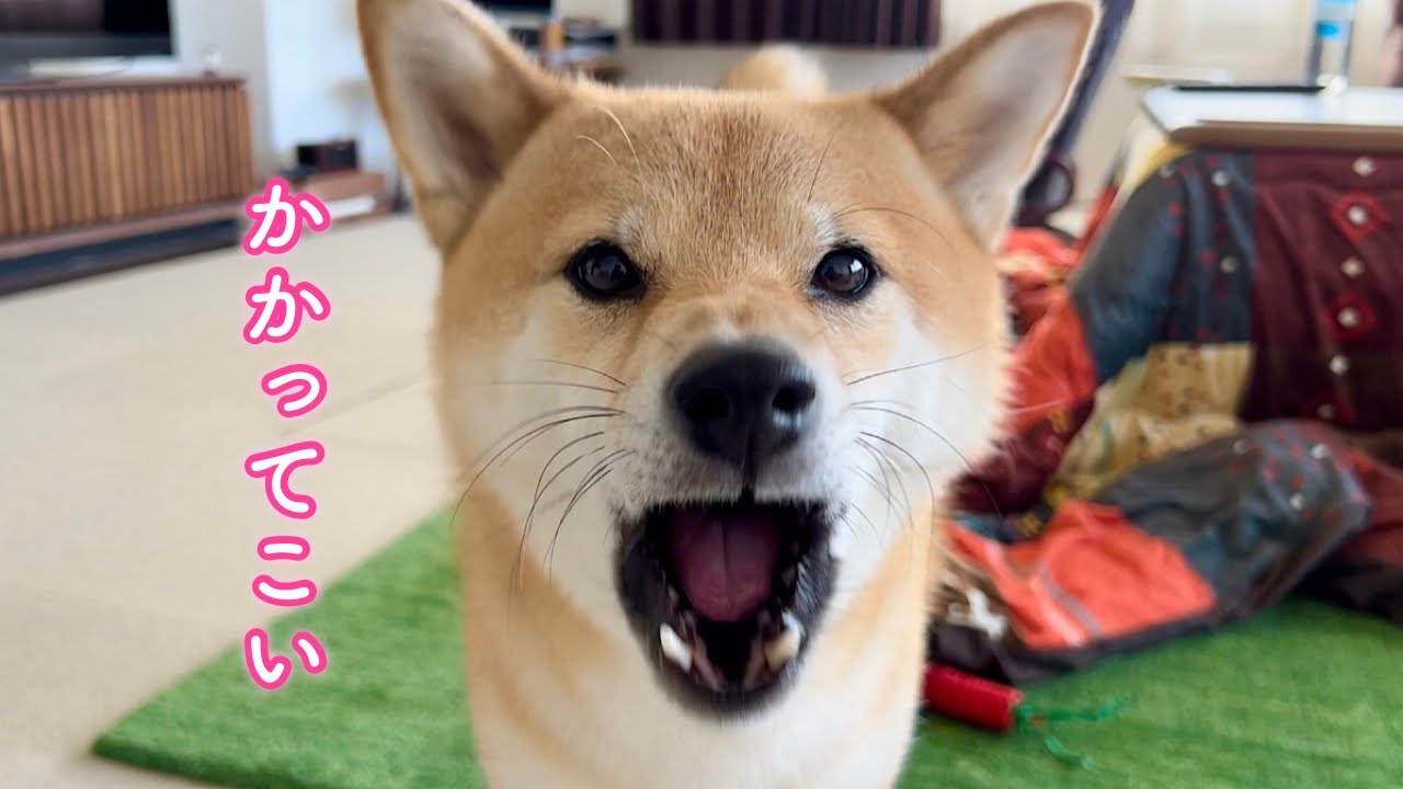 パパに挑発され売られた喧嘩を買う素直な柴犬が可愛い