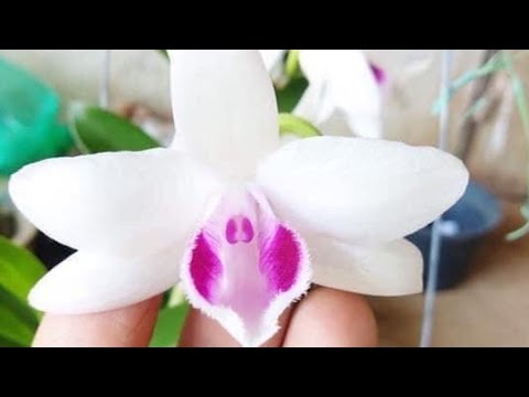 Video THẦY GIÁO LÀNG (3/5) 5CT BẮC NINH, ANH CẢ 0778567839... - youtube
