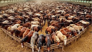 The most expensive horse farm in the world - how to preserve the purebred Khan Huyet Bao Ma breed