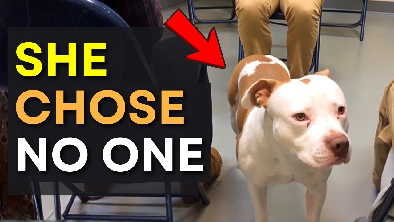 Blindfolded Volunteers Let a Pit Bull Choose Who He Trusts 💔