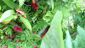 تحميل 毛虫 茶色