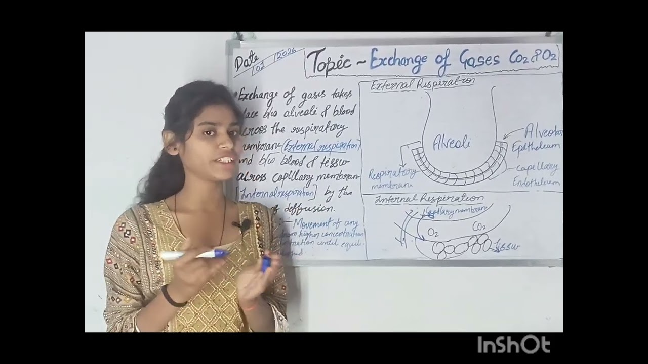 Exchange  Of Gases In Hindi /Internal & External Respiration  /Mechanism Of Gases