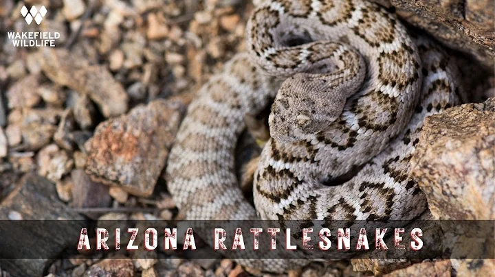 Herping for RATTLESNAKES in Arizona and New Mexico!