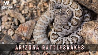 Herping for RATTLESNAKES in Arizona and New Mexico!