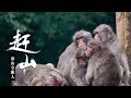 《赶山》第六集 赶山之深山守猴人 | CCTV纪录