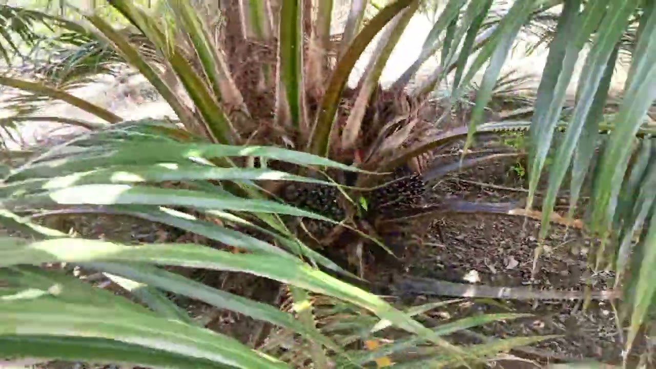 Ibiza erotikasiga onlayn parvoz Naruto Hinata Sakura Ino porno