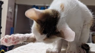 when his hands (legs) got dirty!! 🤯 #cat #asmr #funny video