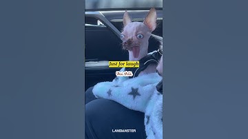 Các câu tiếng Anh vui cho bạn cười thả ga =))) #shorts #learning #english #funny #viral #tips #slang